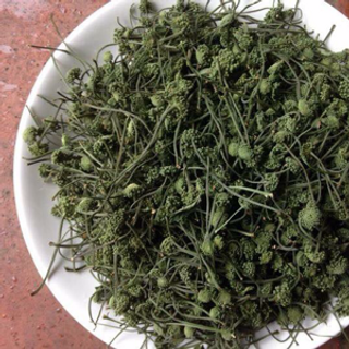 Tam thất bắc