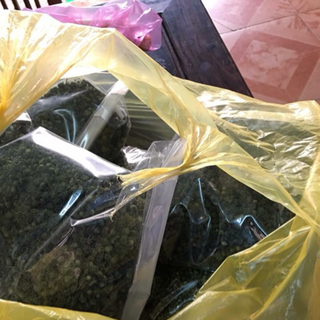 Tam thất bắc