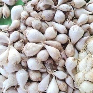 Tỏi mồ côi