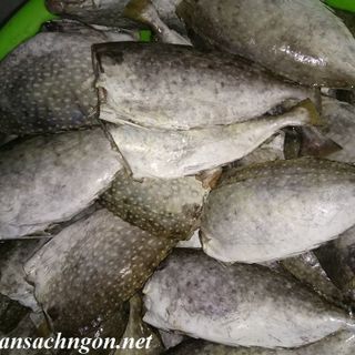 Bạch tuộc cá dìa