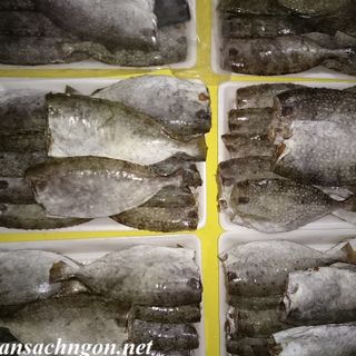 Bạch tuộc cá dìa