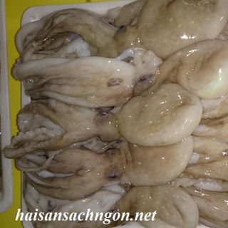 Bạch tuộc cá dìa