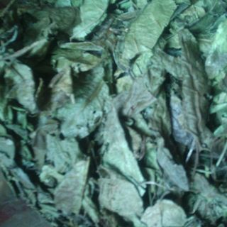 Xạ đen