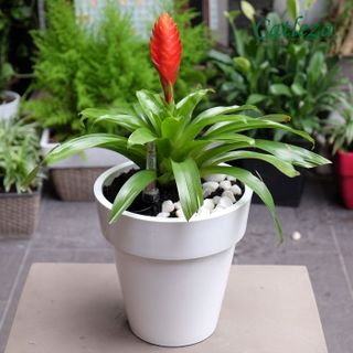 Chậu cây tự dưỡng sơn tròn trắng 185x185x185cm