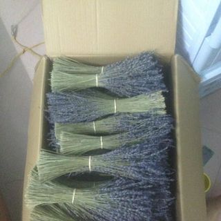Hoa oải hương lavender pháp