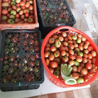 Cà chua