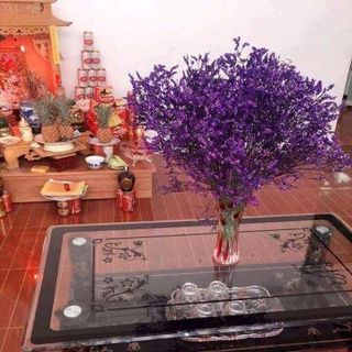 Hoa sao về bày tết đảm bảo đẹp sang bền