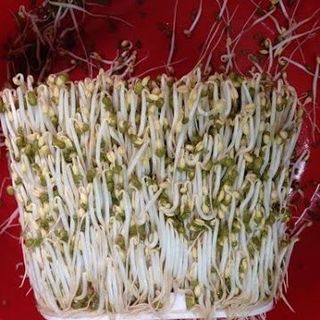 Thiết bị làm giá đỗ rau mầm tự động gv102 do ts đỗ ngọc trung sáng tạo