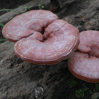 Nấm linh chi vàng hàn quốc bao xanh gói 01kg