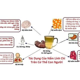 Nấm linh chi núi đá sụn hàn quốc gói 01kg