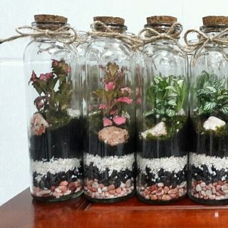 Bình tiểu cảnh