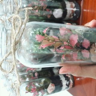 Bình tiểu cảnh
