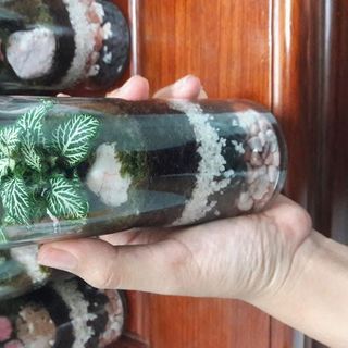 Bình tiểu cảnh