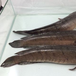 Cá lóc giá sỉ