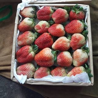 Dâu tây đà lạt
