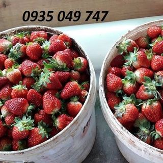 Dâu tây đà lạt