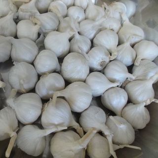 Tỏi lý sơn