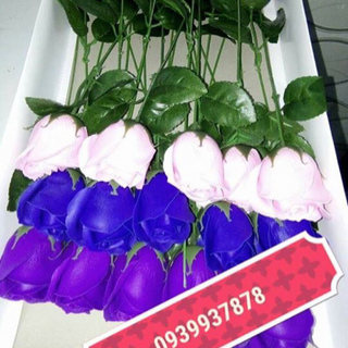 Bông hồng sáp thơm