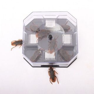 Dụng cụ bắt gián thông minh