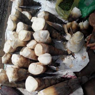 Măng rừng khô tây nguyên