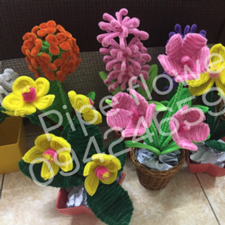 Pipe flower - hoa kẽm nhung món quà mới cho mọi nhà