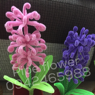 Pipe flower - hoa kẽm nhung món quà mới cho mọi nhà