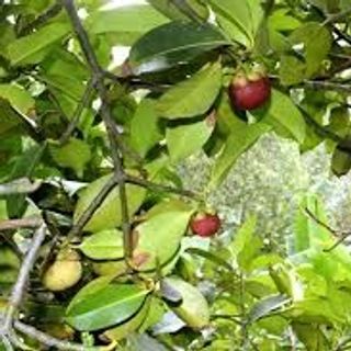 Măng cụt lái thiêulong khánh