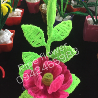 Pipe flower - hoa kẽm nhung kẽm nhũ