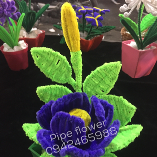 Pipe flower - hoa kẽm nhung kẽm nhũ
