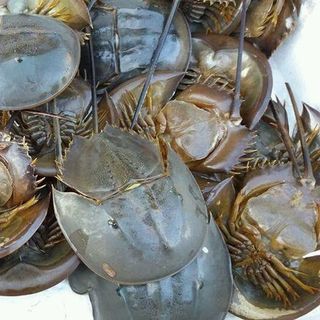 Dừa thốt nốt gọt sẵn