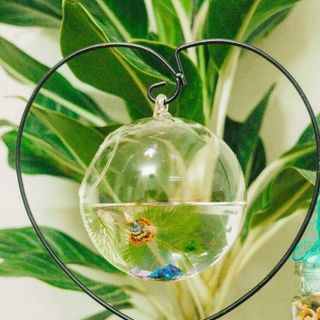 Bể cá mini giá treo hình trái tim