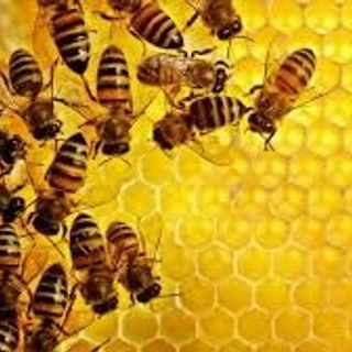Bán sỉ mật ong nguyên chất từ hoa cà phê