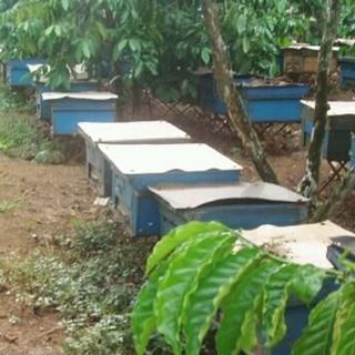Bán sỉ mật ong nguyên chất từ hoa cà phê