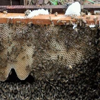 Bán sỉ mật ong nguyên chất từ hoa cà phê