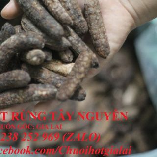 Chuối hột rừng tây nguyên ngâm rượu