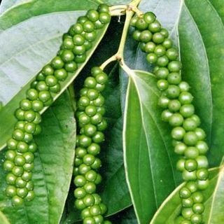 Hạt tiêu khô giá sỉ tiêu nhà tiêu