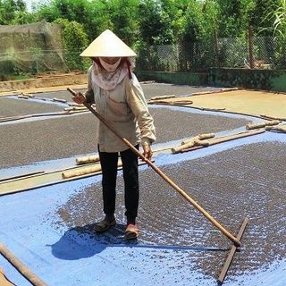 Hạt tiêu khô giá sỉ tiêu nhà tiêu