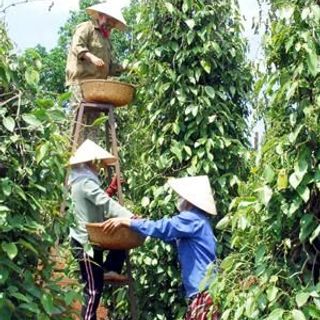 Hạt tiêu khô giá sỉ tiêu nhà tiêu