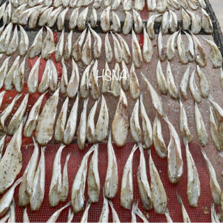Cá mối một nắng