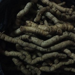 Ba kích tím quảng ninh