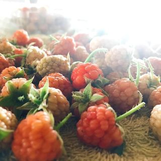 Phúc bồn tử - raspberry - mâm xôi