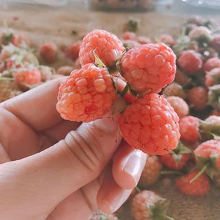 Phúc bồn tử - raspberry - mâm xôi