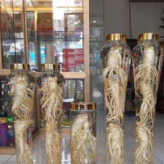 Bình tươi sâm hàn quốc