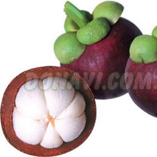 Măng cụt tiền giang