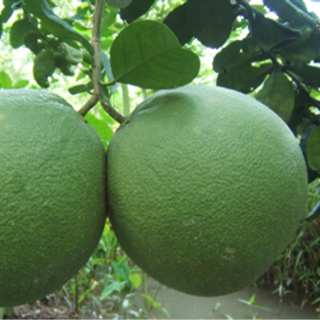 Bưởi da xanh ruột hồng bến tre