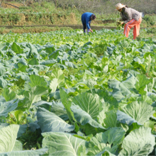 Nông sản sapa