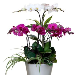 Chậu cây thông minh