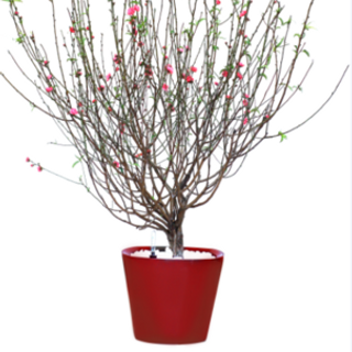 Chậu cây thông minh