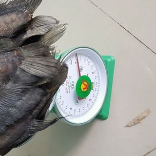 Khô cá sặc loại to
