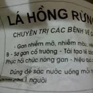 Cây hồng rừng mát gan rành cho ng nóng trong người